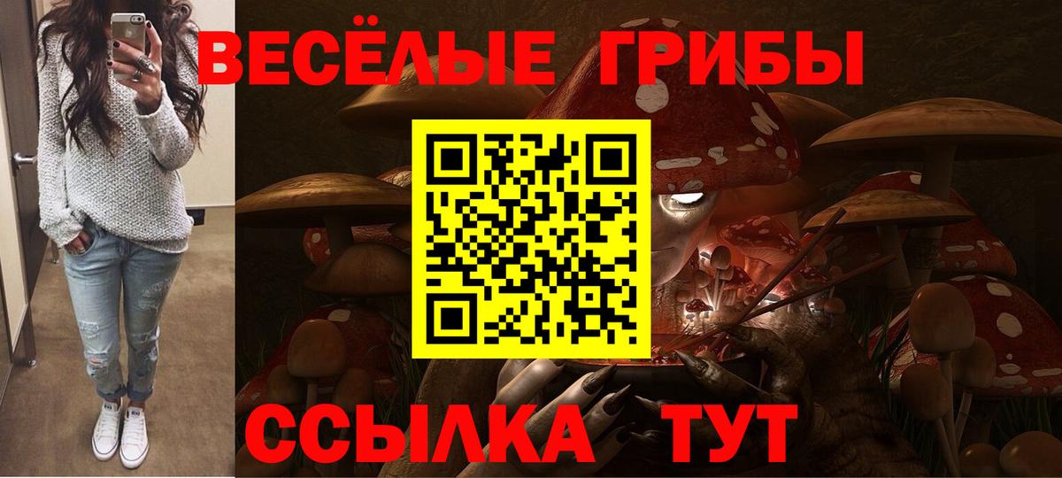 где купить наркоту  Вход с VPN  Новозыбков  Псилоцибиновые грибы прущие грибы 
