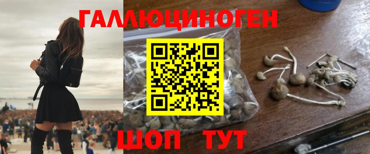 Галлюциногенные грибы Cubensis Новозыбков